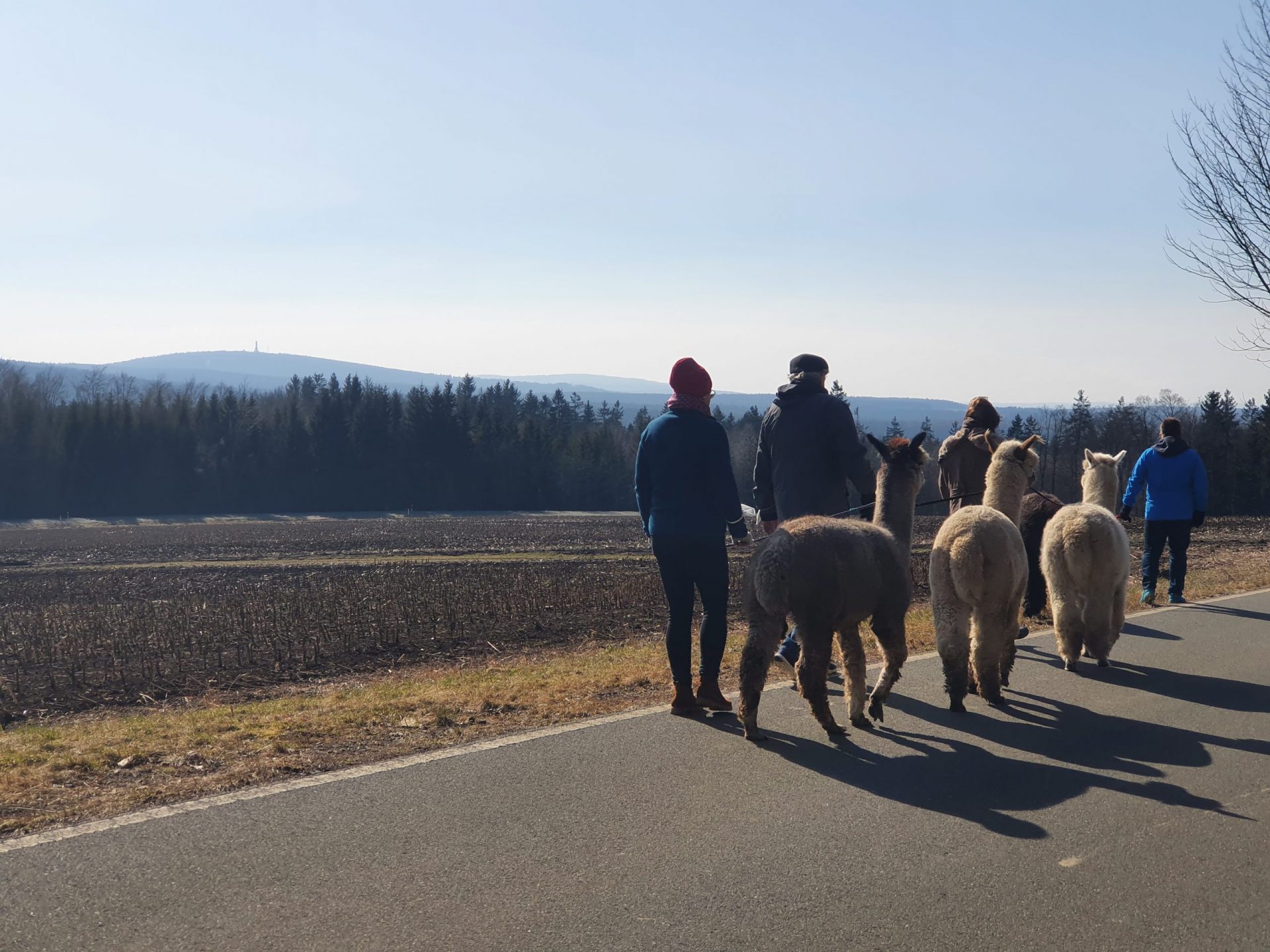 Kornberg Alpakas Fichtelmanufaktur